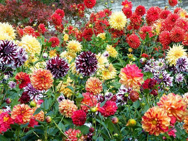 dahlias ของพันธุ์ต่าง ๆ บาน