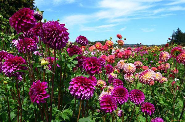 lys blomstrende dahlia