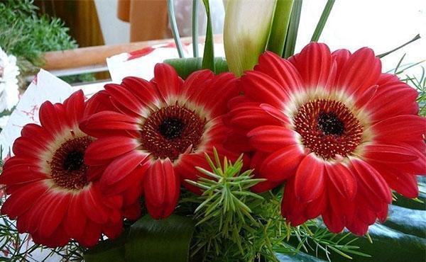 buket sobnih gerbera