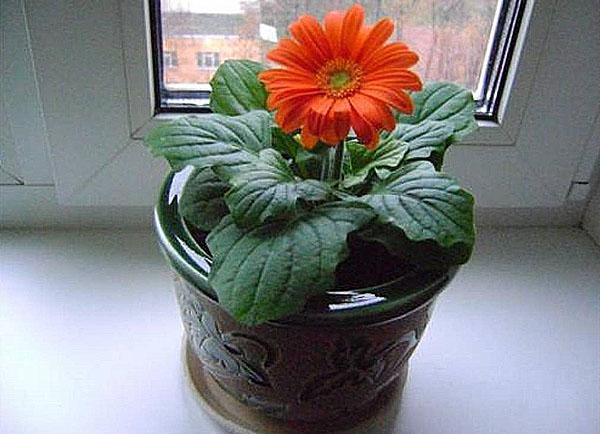 transplantere gerbera i en leire potte