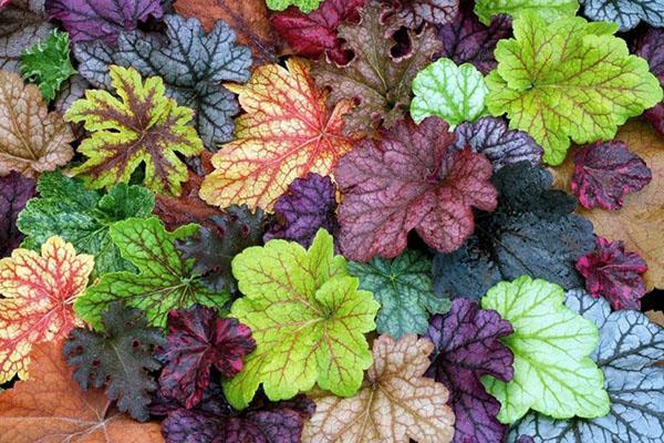 Heuchera ใบของพันธุ์ต่าง ๆ