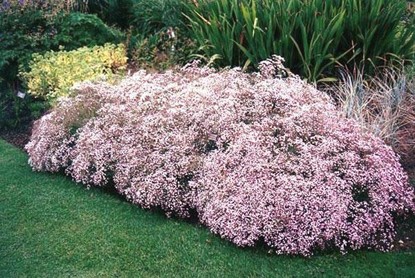 gypsophila v krajinářském designu