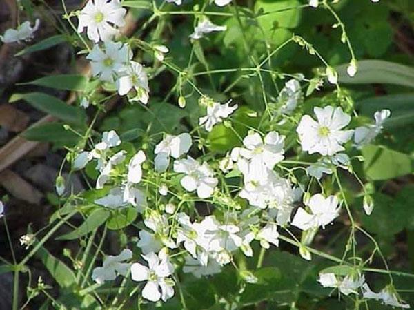 půvabné květy gypsophily