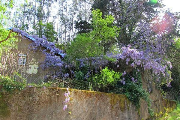 Čínská Wisteria Blue Sapphire