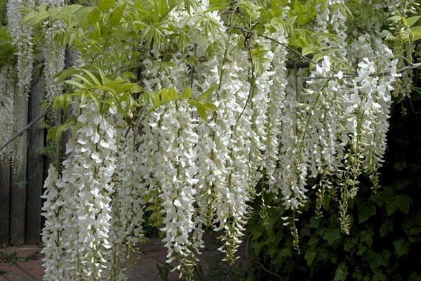 Čínská wisteria Alba