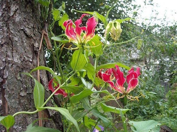 gloriasis i naturen