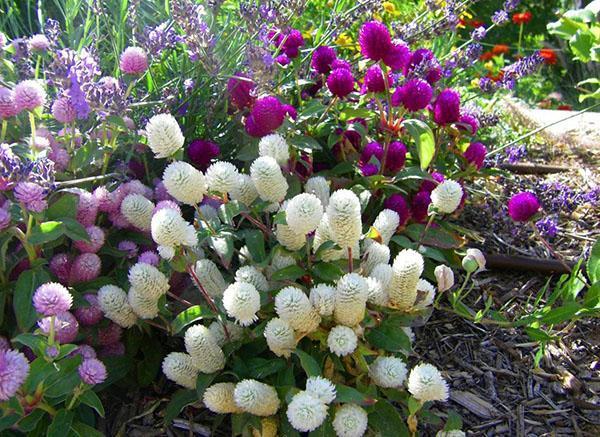 gomfrena blomstrer i hagen