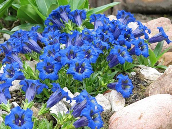 gentian i en dacha blomsterbed