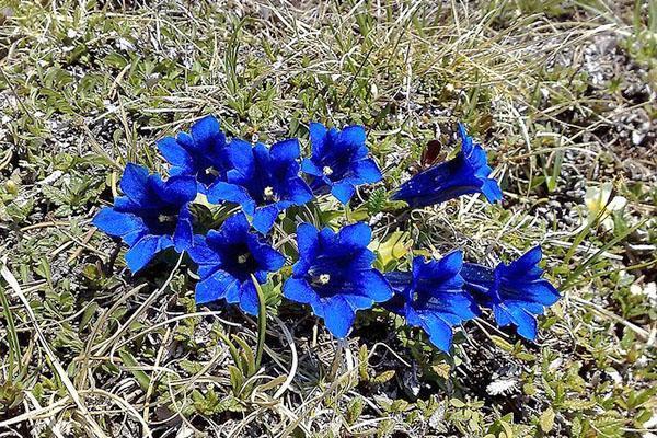 gentian i naturen