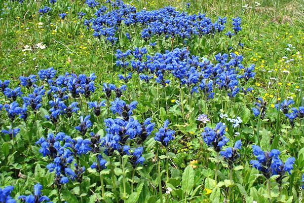 upretensiøs plante-gentian