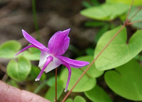 jemné kvetení Horny Goat Weed