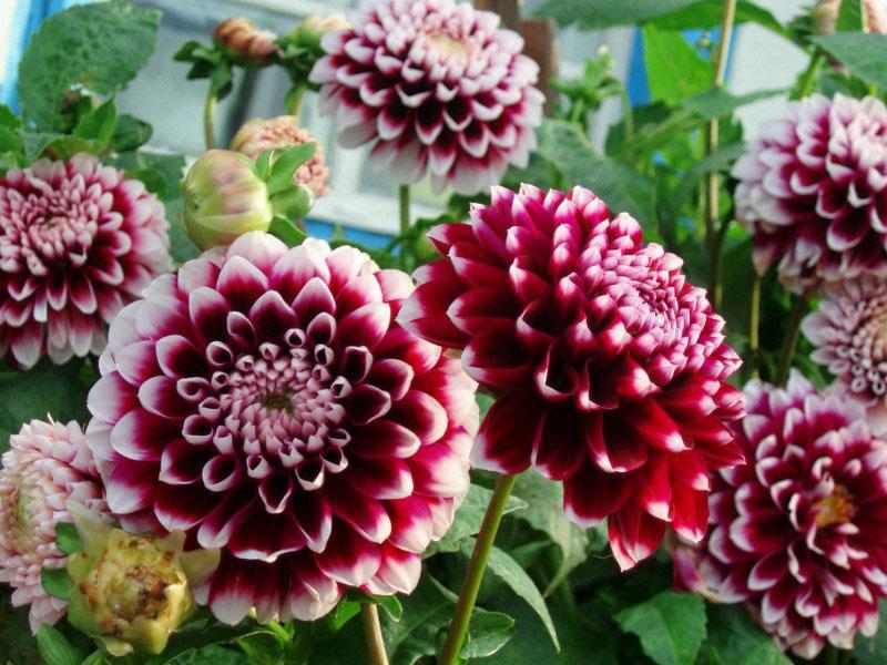 dahlias กำลังเบ่งบานในสวน