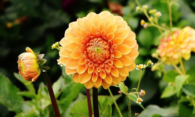 ประเภทของ dahlias