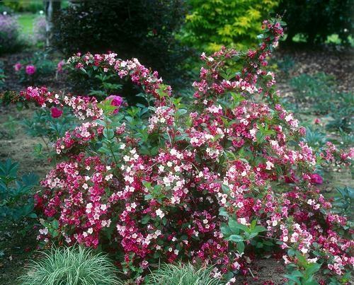 krzew weigela