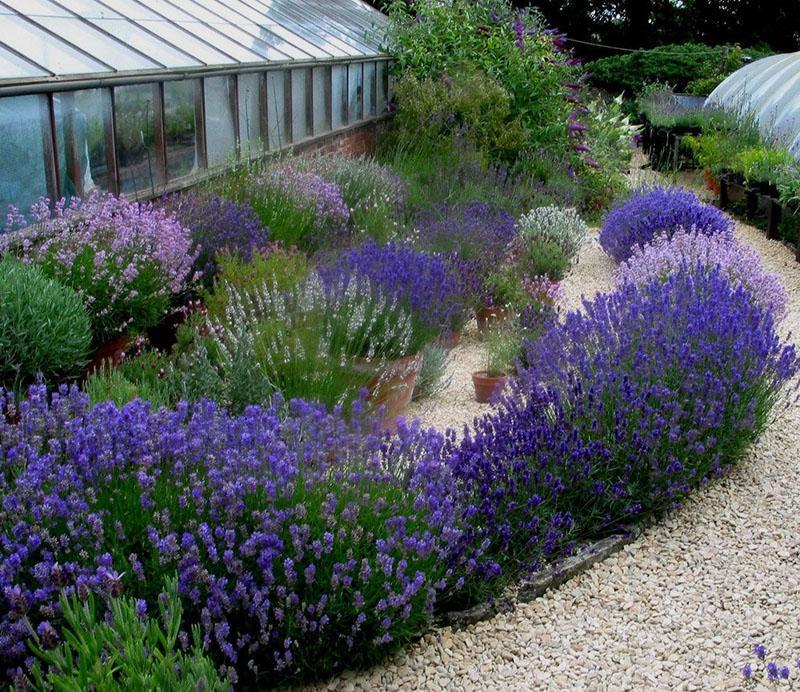 lavendel på sommerhuset