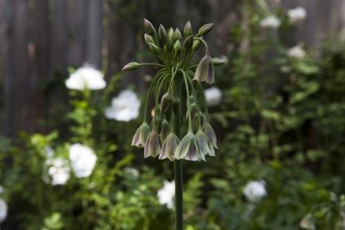 nektar skorpion blomstrer