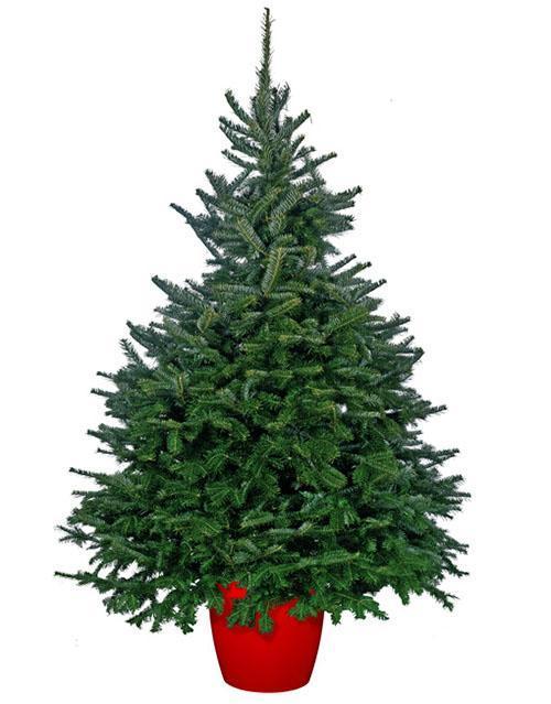 fraser fir