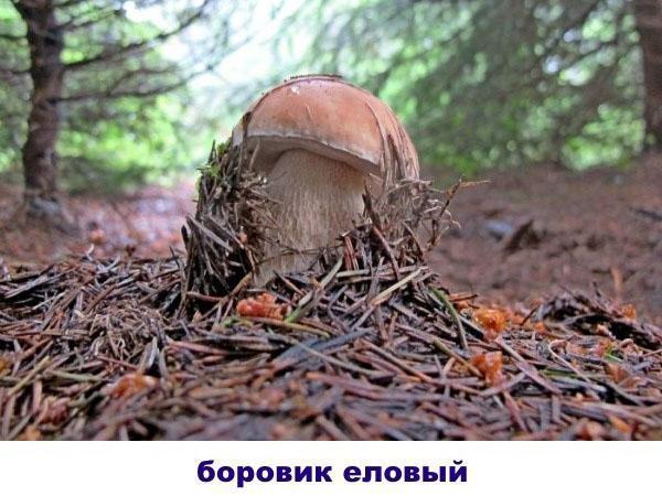 granboletus