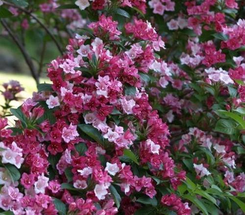 karnawał weigela