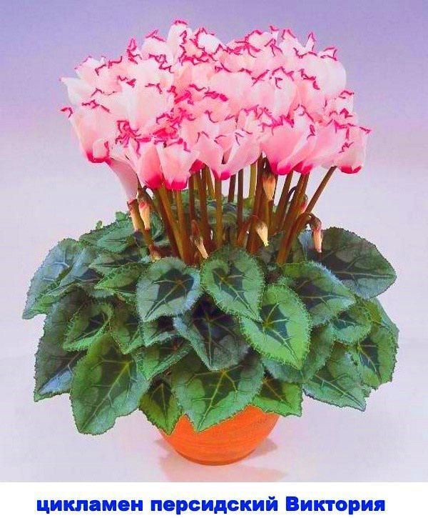 cyclamen persisk victoria