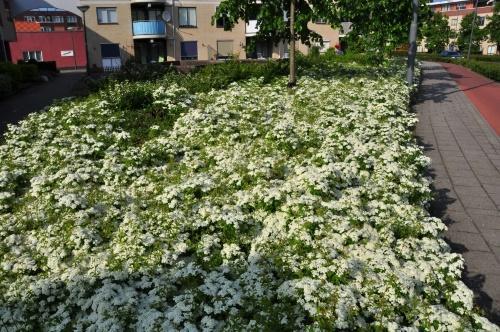 kwitnąca spirea