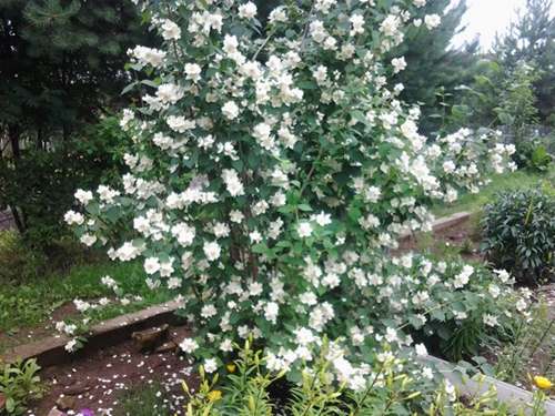 blomstrende jasmin