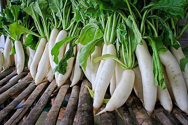 zbiory rzodkiewki daikon