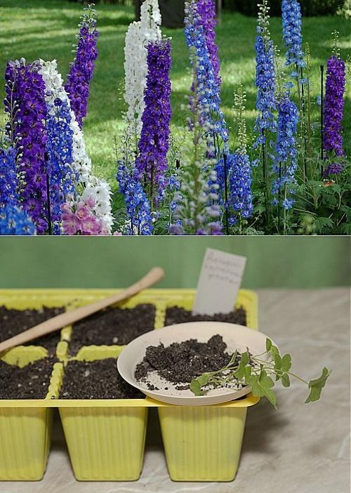 delphinium ze semen