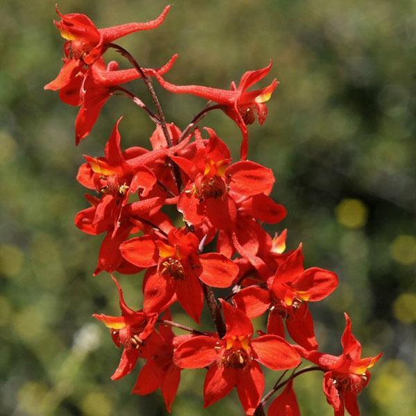 rød delphinium