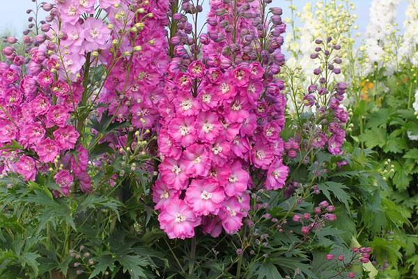 rosa delphinium