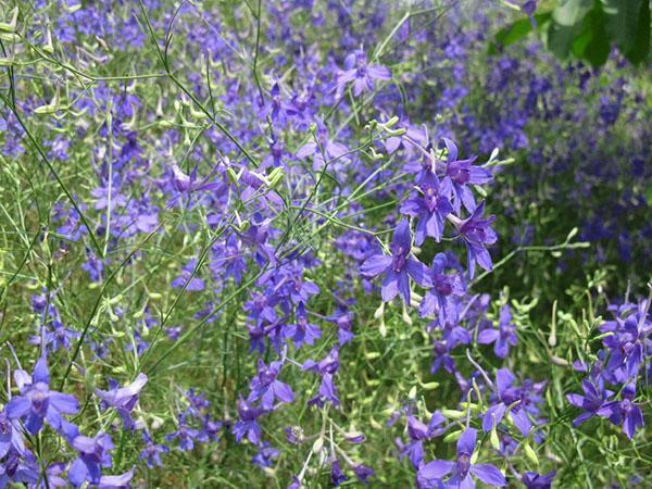 pole delphinium