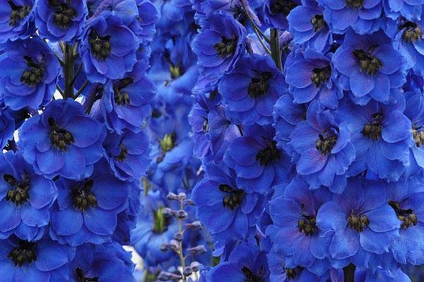 delphinium barlow