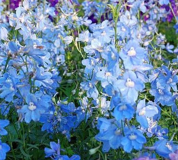 delphinium belladona