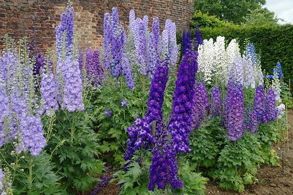 New Zealand delphinium