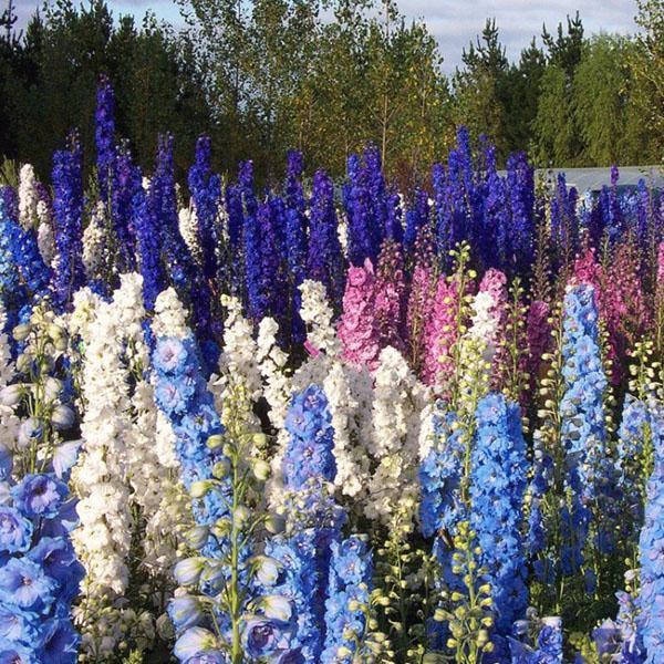 wspaniały delphinium