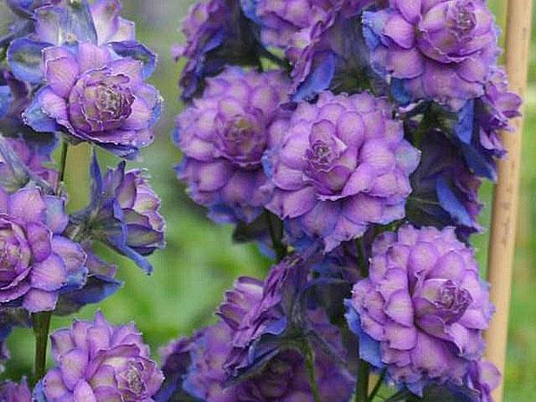 Szkockie delphiniums