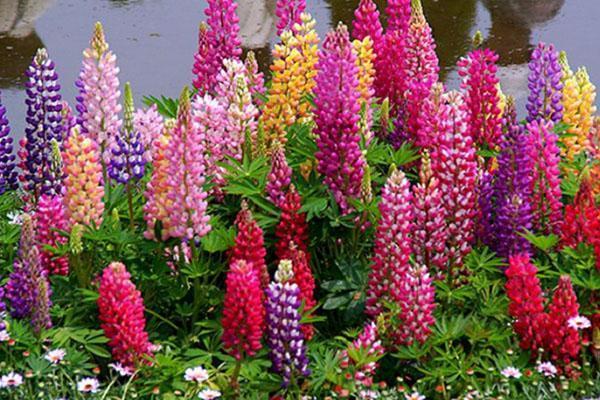 lys blomstrende delphinium