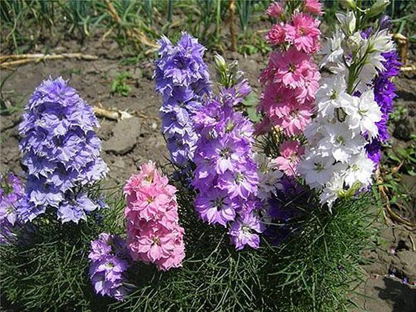 delphinium w ogrodzie