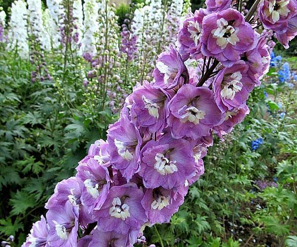 en av typene delphinium