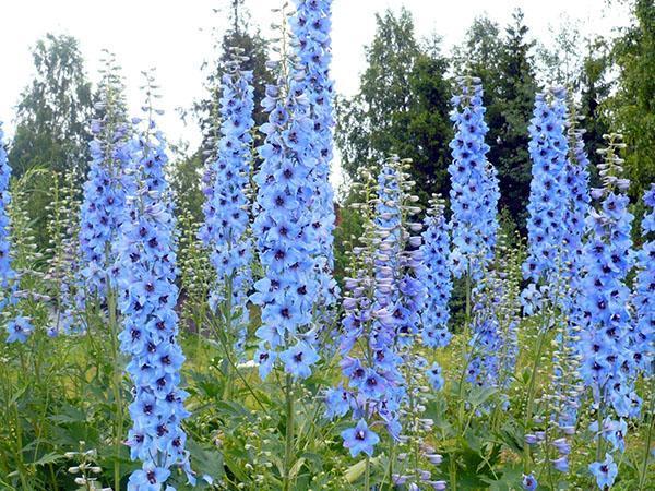 himmelblå blomst