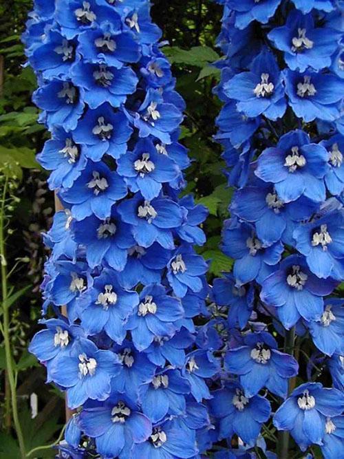 modrý delphinium