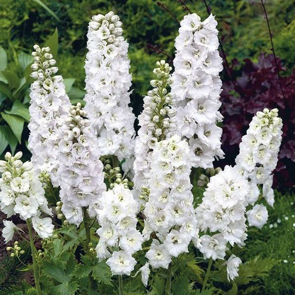 śnieżnobiały delphinium