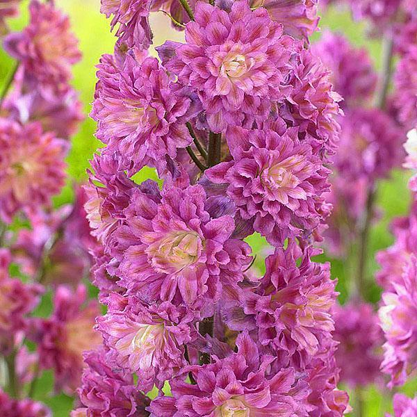 liliowy delphinium