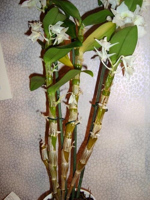 dendrobium mizí