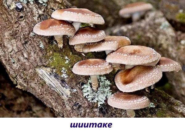 shiitake