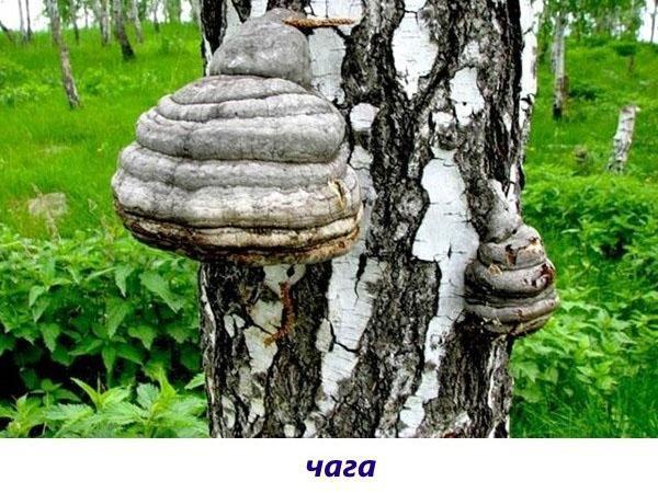 grzyby chaga