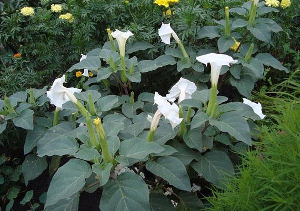 dopblomst i en blomsterbed