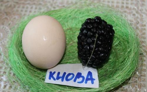 blackberry kiova