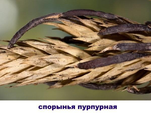 ergot purpurea