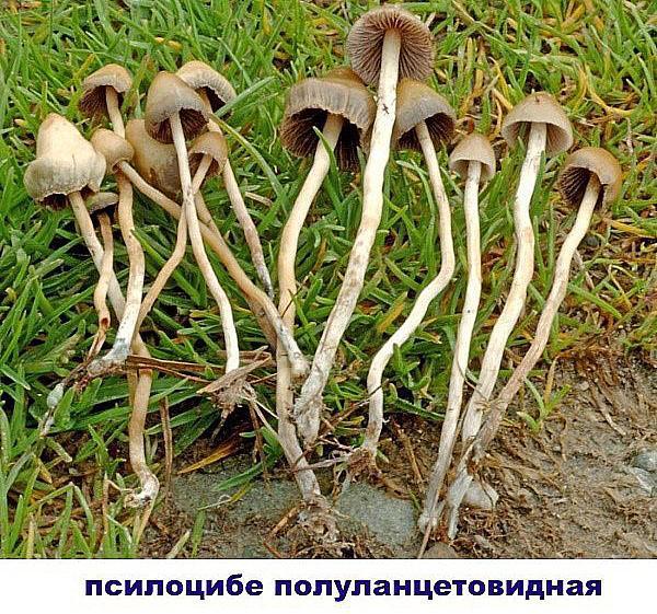 psilocybe semi-lansettformet